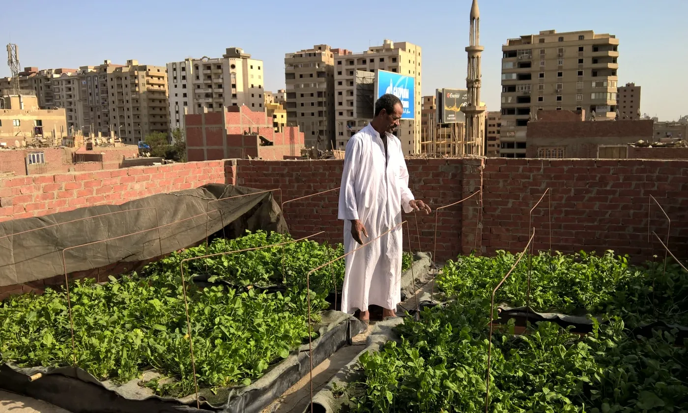 Cairo-based organization Schaduf helps city dwellers grow leafy greens in hydroponic rooftop gardens IMAGE COURTESY OF SCHADUF.